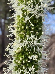 Xanthorrhoea platyphylla