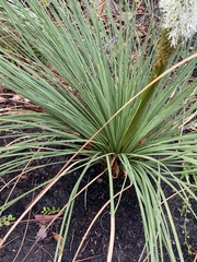 Xanthorrhoea platyphylla