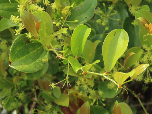 China root (Smilax china)