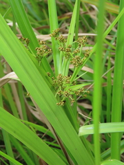 Scirpus ternatanus