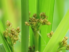 Scirpus ternatanus