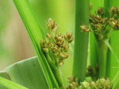 Scirpus ternatanus