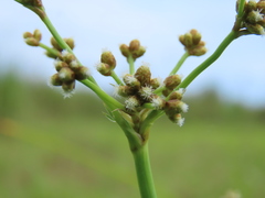 Scirpus ternatanus