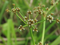 Scirpus ternatanus