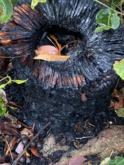 Xanthorrhoea platyphylla