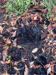 Xanthorrhoea platyphylla