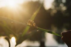 Palingenia longicauda