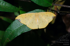 Tridrepana fulvata