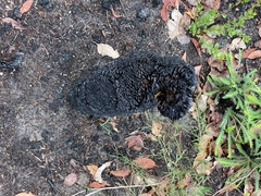 Xanthorrhoea platyphylla