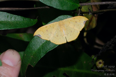 Tridrepana fulvata