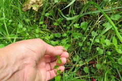 Cardamine dolichostyla