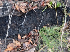 Xanthorrhoea platyphylla