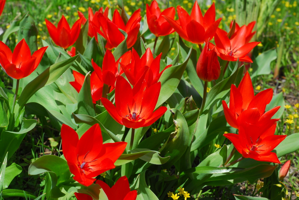 Tulipa sect. Multiflorae