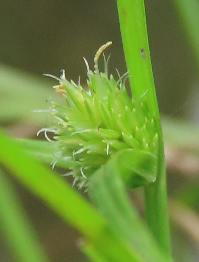 Shortleaf Spikesedge from Hualien, TW-TA, TW on March 04, 2021 at 02:02 ...