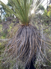 Xanthorrhoea platyphylla