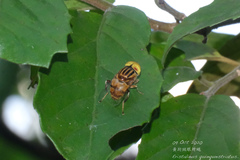 Eristalinus quinquestriatus