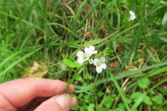 Cardamine dolichostyla
