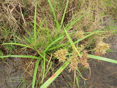 Cyperus pilosus