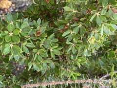 Hakea ruscifolia