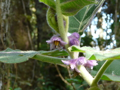 Solanum quitoense