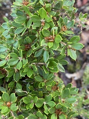 Hakea ruscifolia