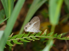Euptychoides laccine