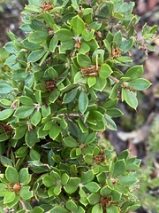 Hakea ruscifolia
