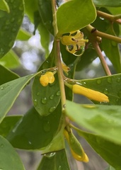 Persoonia elliptica