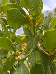 Persoonia elliptica