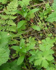 Memoremea scorpioides
