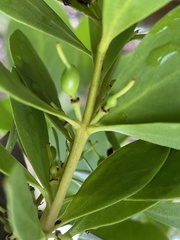 Persoonia elliptica