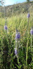 Veronica steppacea