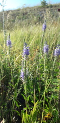 Veronica steppacea