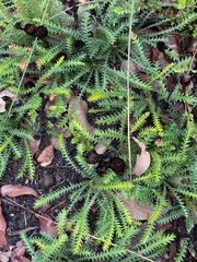 Banksia dallanneyi