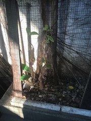 Chamaecostus cuspidatus