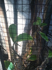 Chamaecostus cuspidatus