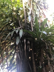 Dracaena fragrans