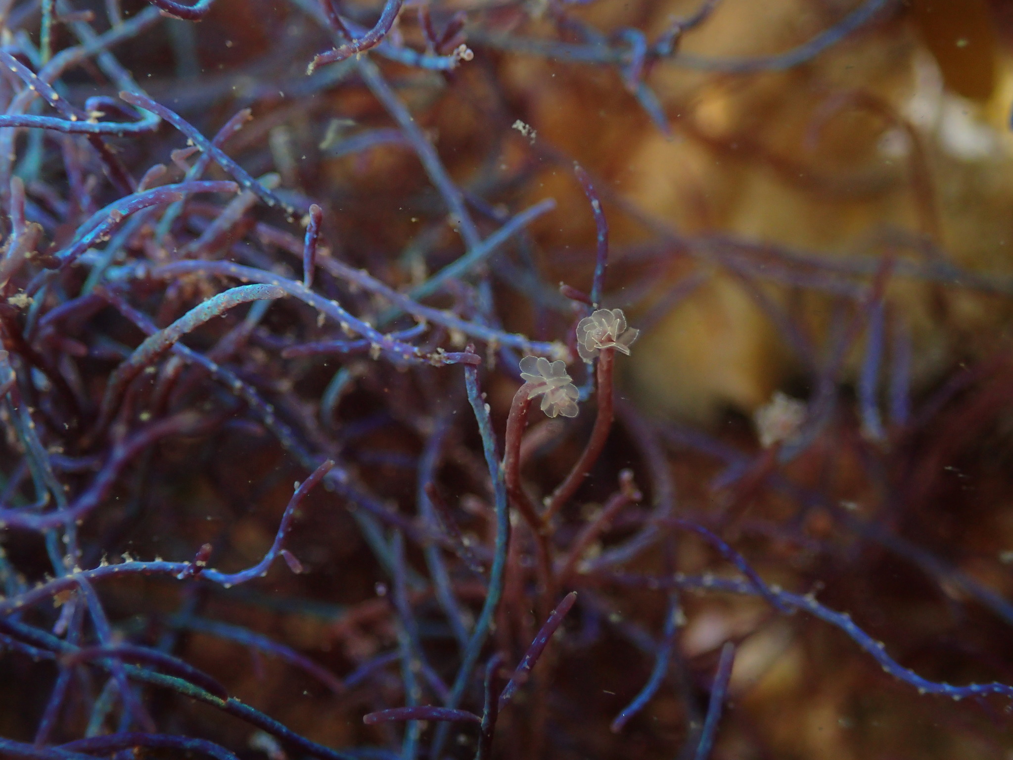 Chondria coerulescens