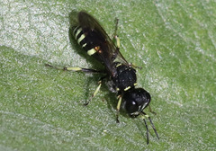 Ectemnius trifasciatus