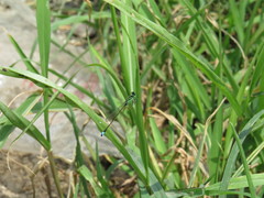 Ischnura senegalensis