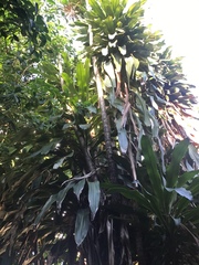 Dracaena fragrans
