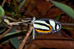Moschoneura pinthous