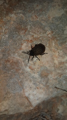 Galeruca spectabilis