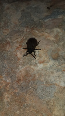 Galeruca spectabilis