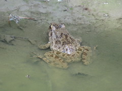 Fejervarya limnocharis