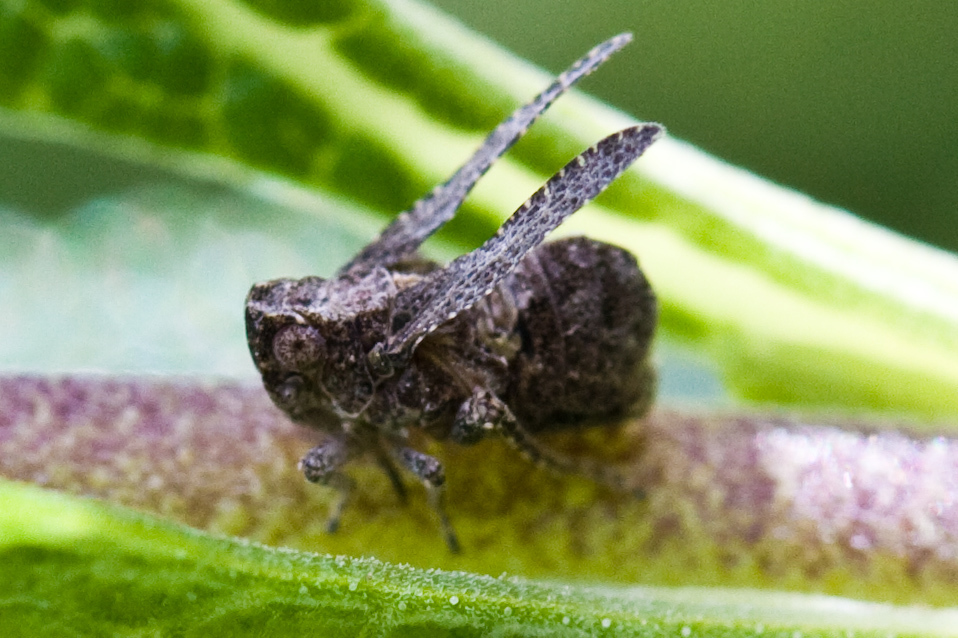 Danepteryx barbarae