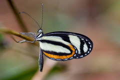 Moschoneura pinthous