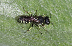Ectemnius trifasciatus