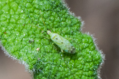 Macrolophus costalis