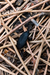 Lethaeus cribratissimus